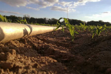 欧盟新农季的未来玉米芯设备人工降雨灌溉线高清图片