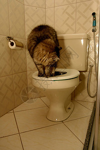 看到猫用厕所满足萨尔瓦多市的生理需求图片