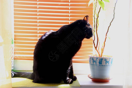一只大黑猫坐在阳光图片