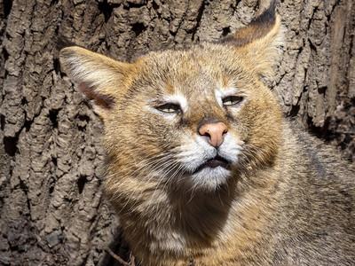 一只雌丛林猫FelisChauus的肖像图片
