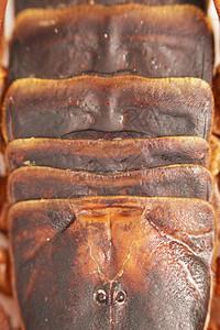 蝎子是亚历克尼达级节肢动物的分解物图片