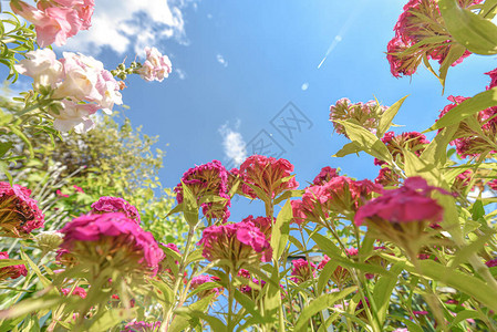 花朵杂交多彩的红绿色黄橙色花朵图片