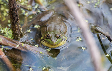 野外的牛蛙背景图片