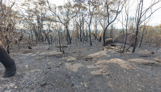 在悉尼南部的巴登脊郊区发生大面积灌木火灾图片