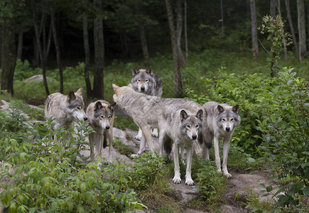 在加拿大山顶岩悬崖上站在一起的木材狼Canis图片