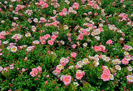 花床粉红色的鲜花盛开的玫瑰花图片
