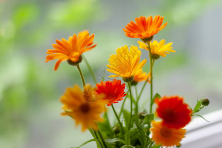 Marigold橙色和黄色喜悦的卡伦杜拉花朵在模糊的背景上图片