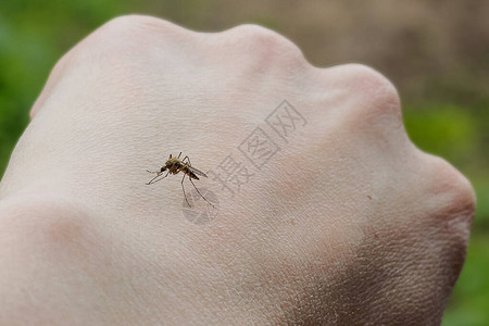 蚊子在手上背景图片