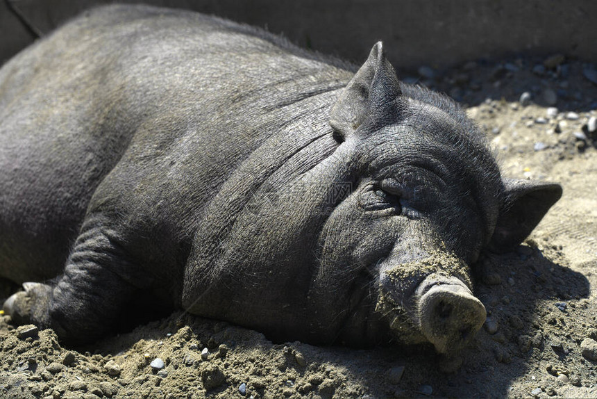 中午一头越南黑猪躺在地上在图片