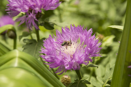 特写紫色大矢车菊与蜜蜂采集蜜露背景图片