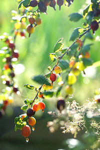 夏天花园里有成熟浆果的醋栗灌木丛图片