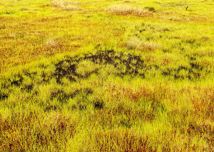 传统沼泽植被背景沼泽草植物水苔藓图片