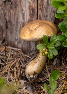 森林背景中的蘑菇收获时间蘑菇收图片