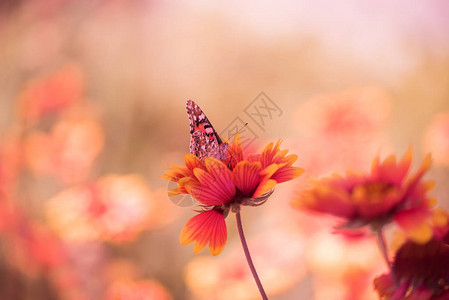 Motley明亮的蝴蝶在夏日草原上闪亮多彩的花图片