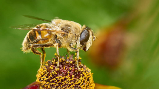 授粉期间蜜蜂坐在花上收集花粉的特写图片