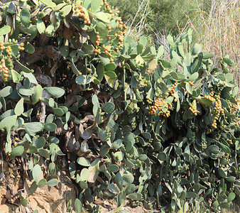 也被称为印地安无花果的刺梨植物是地中海区的图片