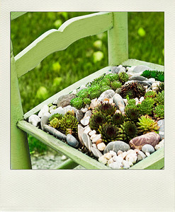 白色背景木椅上的宝丽来多肉植物背景图片