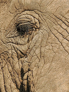 大象之眼图片