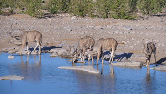 从池塘里喝水的四个大捻角羚图片