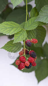 灌木上的未成熟黑莓图片