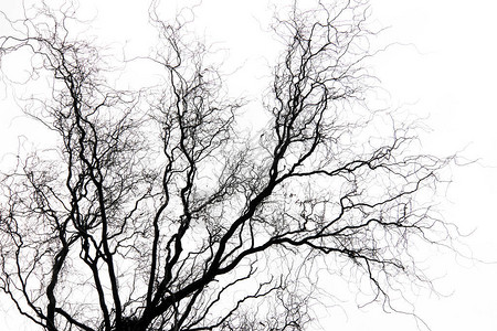 光秃的树枝的抽象图像图片