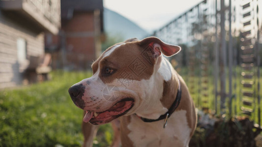 集福敬业福一只美国斯塔福德郡狗站在后院看着一边的脸美丽的夏日背景