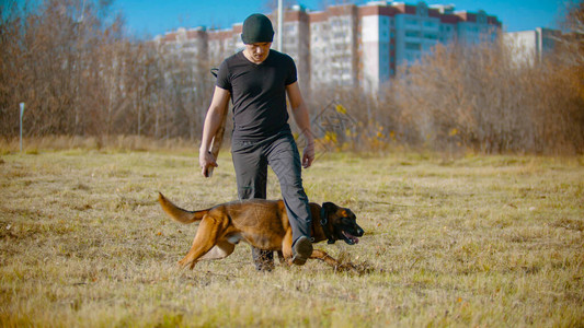 一名男子训练他的德国牧羊犬在教练腿图片