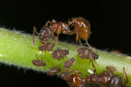 欧洲火蚂蚁Myrmica图片