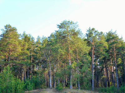 阳光明媚的五月天森林里的树木背景图片