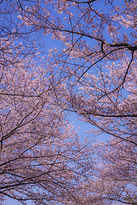 樱花树冠背景图片