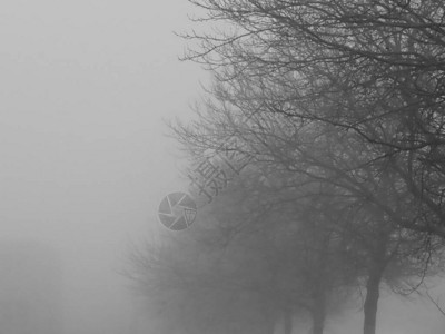 无叶树上的浓雾在冬天清晨的无叶树上形状的暗示但图片