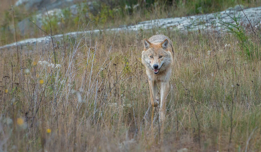 野狼动物自然动物群图片