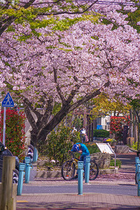四季之道的樱花景色图片
