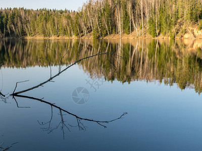 树木的水反射早春景观镜面水的反射前图片