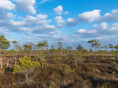 拉脱维亚Kemeri公园沼泽地上仍然有树木和树木图片