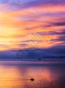 金紫色日出康斯坦茨湖与鸟背景图片