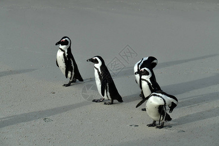 在沙滩上行走的企鹅图片