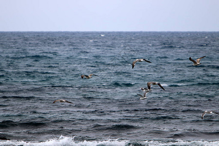 鸟飞越以色列北部地中海上空背景图片