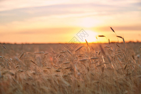 小麦成熟的田地在图片