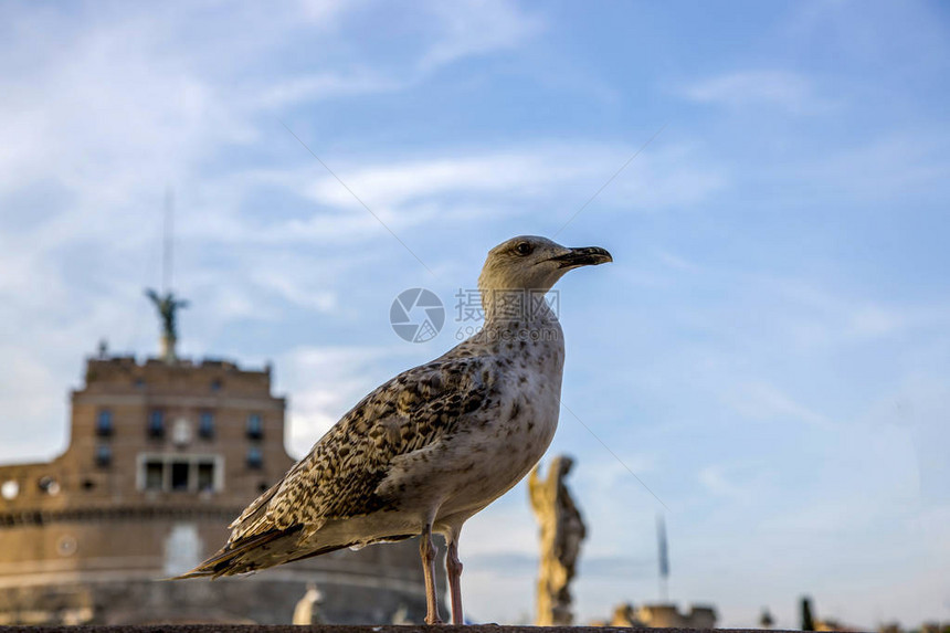 罗马圣天使城堡背景下栅栏上的海鸥图片