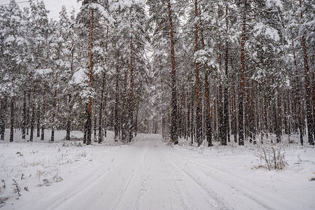 冬天下雪天的森林图片