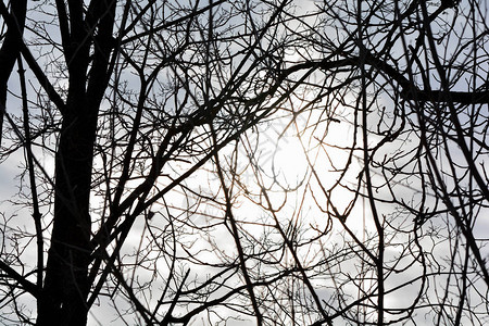 树枝的黑色剪影中间有明亮的光线背景图片