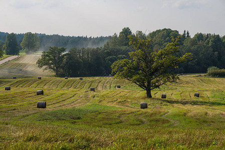 乡村绿色草地牧场中的一棵大树图片