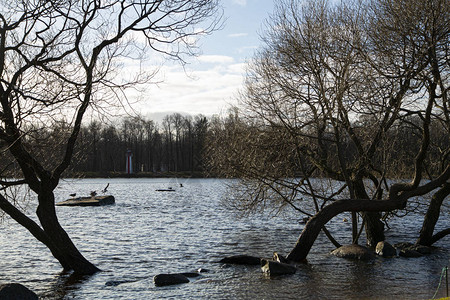 芬兰湾岸边被洪水淹没的树木俄图片