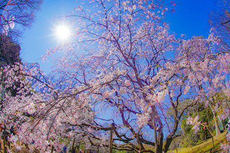 阳光下盛开的樱花树图片