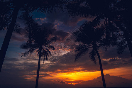海滩日落海边的天空和椰子树夜图片