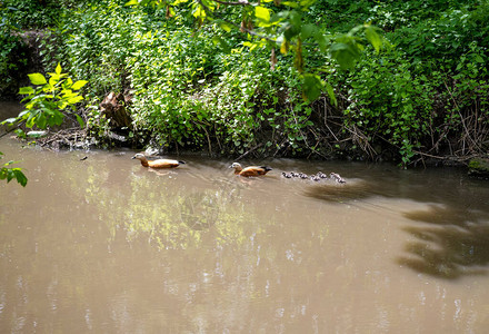 棕色鸭子带着小鸭子在河游泳图片