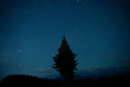 星星防风树背景图片