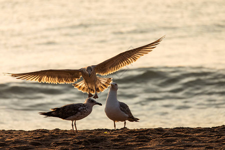 海鸥在海滩上空飞翔日出光照图片