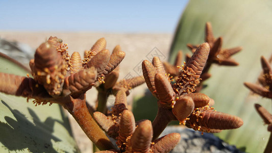 与安哥拉Namibe保留地WelwitschiaMiirabil图片